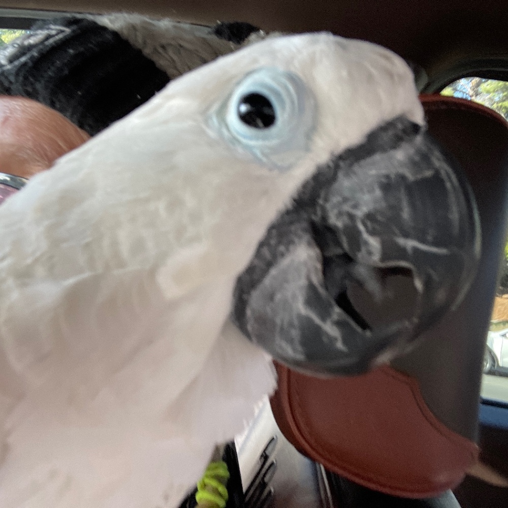 Meet your Posher, Maggie